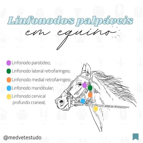 Equino Linfonodos Medvet Em Medicina Veterin Ria Veterin Ria