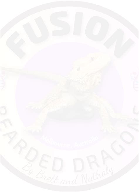 Bearded Dragon Information Fusion Bearded Dragons Victoria