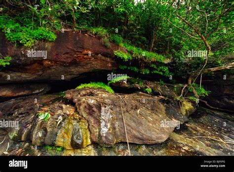 Tropical Rainforest Phou Khao Khouay National Protected Area Lao
