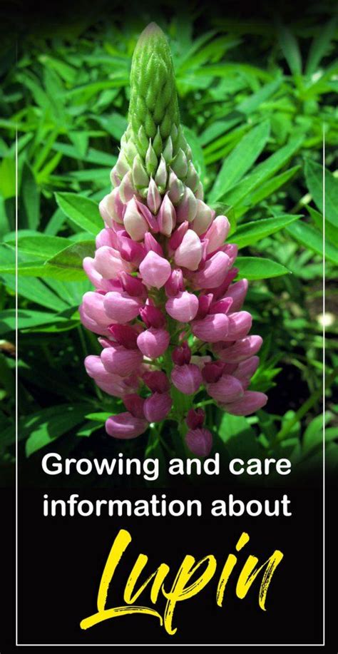 How To Grow Lupin Growing Lupine Flowers Lupin Plant Care