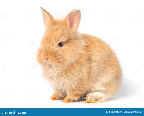 Brown Baby Rabbits