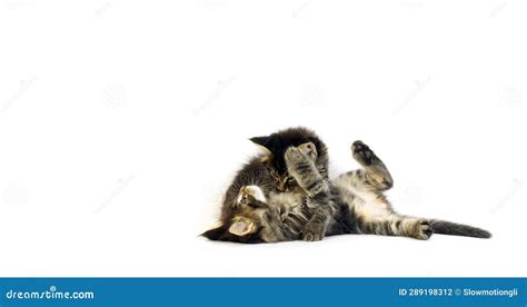 Brown Blotched Tabby Maine Coon Domestic Cat Kittens Playing Against White Background Normandy