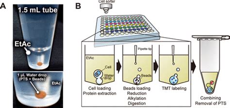 Water Droplet In Oil Digestion Method For Single Cell Proteomics Analytical Chemistry