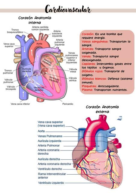 Anatomía Del Corazón Sistema Cardiovascular Akirax Udocz