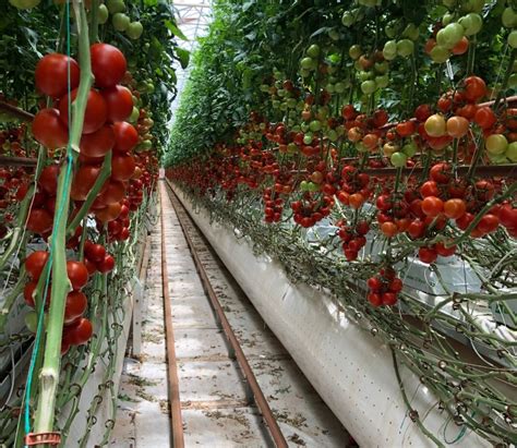 Estufa Tecnol Gica No Deserto Produz Mil T De Tomate Org Nico Ano