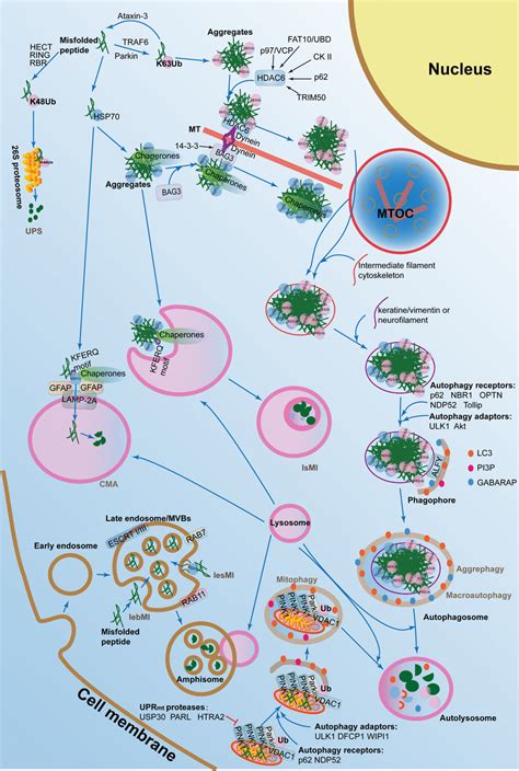 The Autophagy-Lysosomal Pathways in Modulating Proteostasis | Download ...