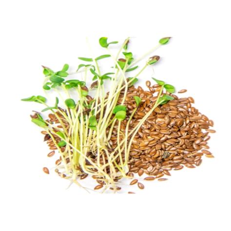 Buy Flax Seeds For Microgreens