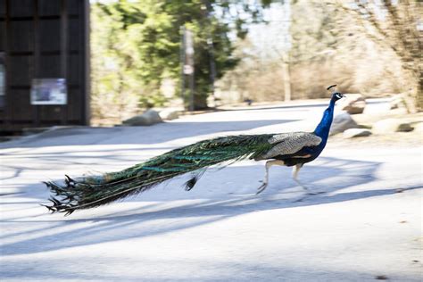 Peacock Running Picture By Mari Lehmonen 2017 Helsinki … Flickr