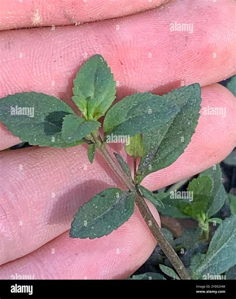 Yellow Flowered Waterhyssop Mecardonia Procumbens Stock Photo Alamy