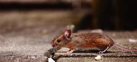 Does Homeowners Insurance Cover Rodent Damage Budget Method