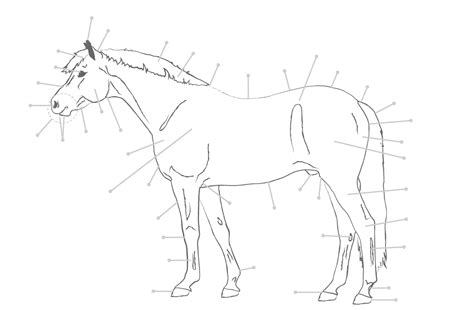 Parts Of The Horse Worksheet Proworksheetmyid