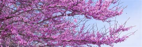 Here I Raise My Purple Redbud Tree – Facing Loss