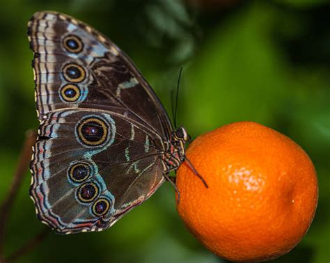 Common Buckeye Butterfly Photos Stock Photos Pictures And Royalty Free