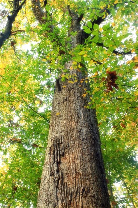 Free Images Tree Nature Forest Sunlight Trunk Bark Autumn