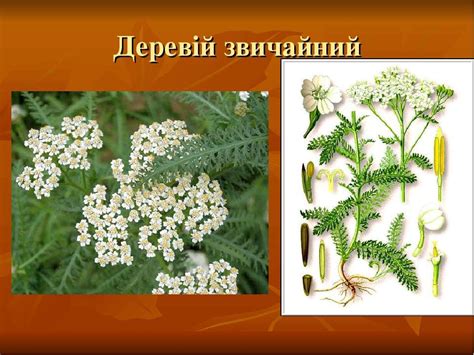 Дихання - презентація з інформатики