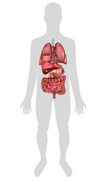 Peritonitis Ilustraciones Banco De Fotos E Imágenes De Stock Istock