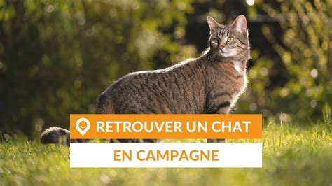 Un Chat Perdu Peut Il Retrouver Sa Maison Ventana Blog