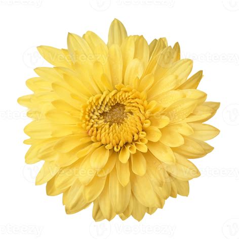 Yellow Gerbera Flower Cut Out 21167955 Png