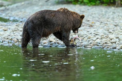 Grizzly Bear Ursus Arctos Horribilis Salmon Fishing In The Atnarko