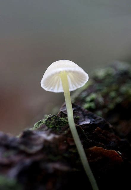 Mycena Sp Taken 112709 Near Blacksburg Virginia Light Flickr