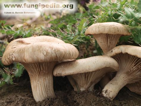 Pleurotus eryngii