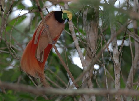 Raggiana BOP Raggiana Bird Of Paradise Male Papua New Guin Flickr