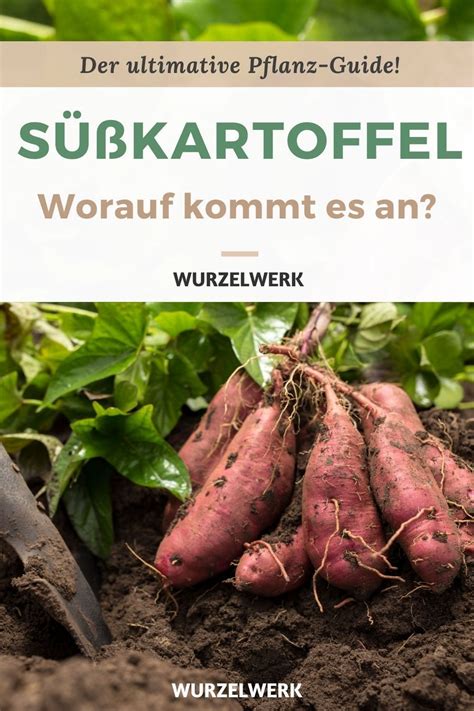 Süßkartoffel pflanzen anbauen ernten Der komplette Guide