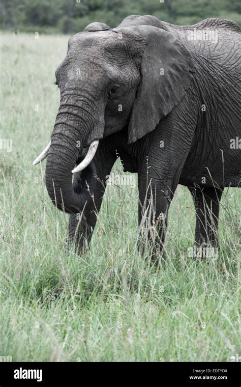 elephant in the savannah of africa Stock Photo - Alamy