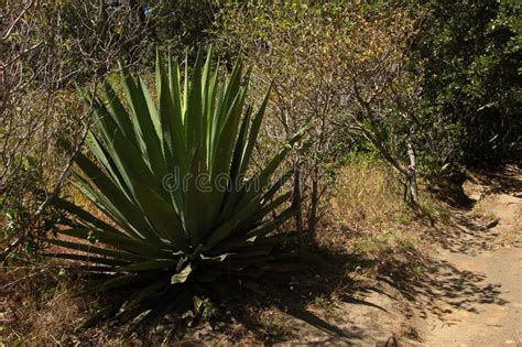 Agave Plants At La Cangreja Trail In Rincon De La Vieja National Park