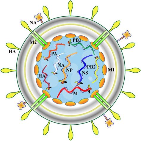 Schematic Diagram Of The Influenza Virus Structure Ha Hemagglutinin