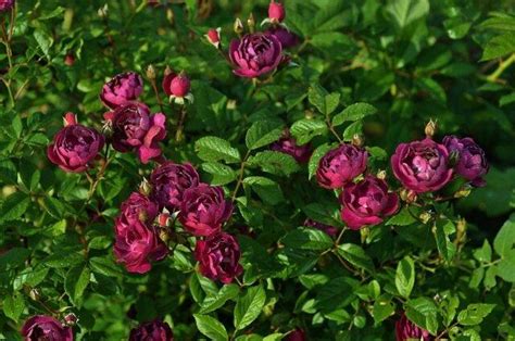 Rose Violette Parfumee: снимка и описание, рецензии