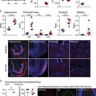 Pten Knockout Neurons Have Increased Dendritic Spine Density When