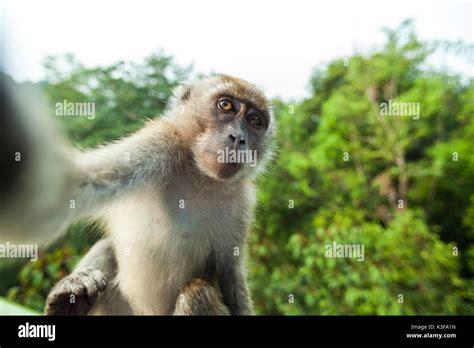 Calm Macaque Selfie Stock Photo - Alamy