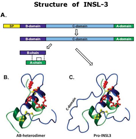 Insulin Like 3 Peptide Insl 3