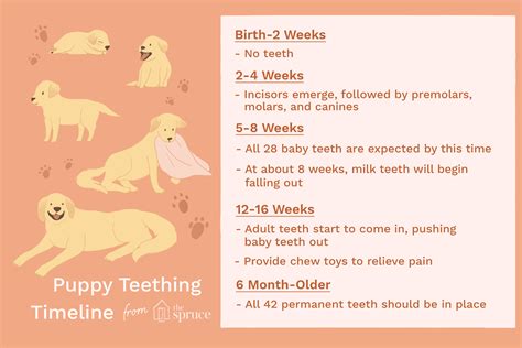 Puppy Teething Timeline: What to Expect at Every Stage