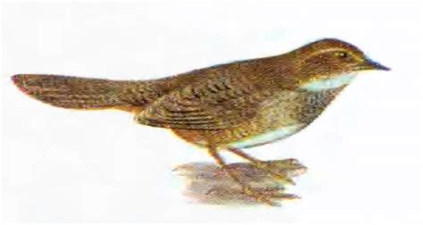 noisy scrubbird wikipedia