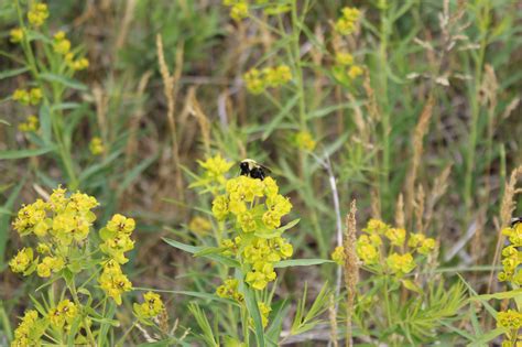 Leafy Spurge Us Geological Survey