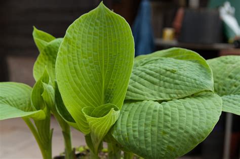 Broad Leaved Plants