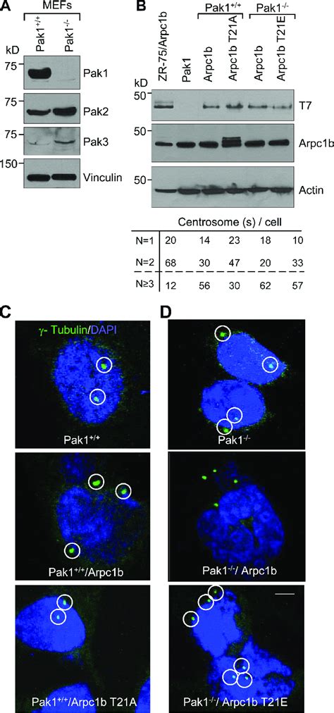 Role Of Pak1 In Arpc1b Mediated Centrosome Amplification A Western