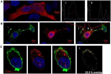 Representative Pictures Of Immuno Fluorescence Staining Of A And B