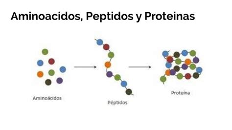 Aminoacidos Peptidos Y Proteinas By Alma Funes On Prezi