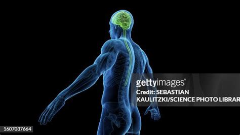 Brain And Spinal Cord Illustration High-Res Vector Graphic - Getty Images