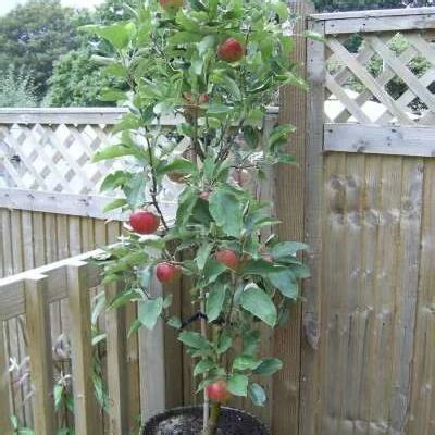 Columnar Fruit Tree Collection Chris Bowers Sons