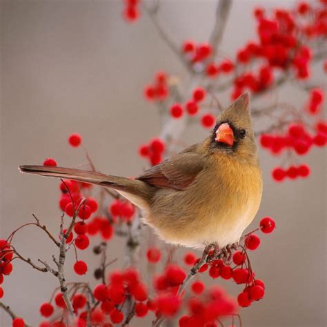 Northern Cardinal iPad Wallpapers Free Download