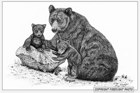 Bear Cub Drawing at PaintingValley.com | Explore collection of Bear Cub ...