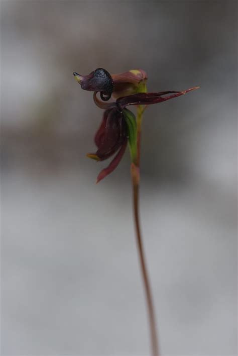 Caleana major (Orchidaceae) image 189826 at PhytoImages.siu.edu
