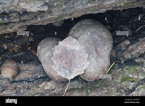 Lycogala Flavofuscum Banque De Photographies Et Dimages Haute