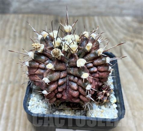 SHPR14800 Gymnocalycium mihanovichii T rex Кактус онлайн