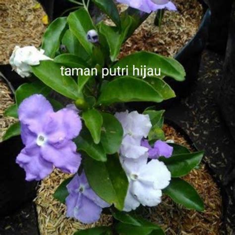 Jual Tanaman Hias Melati Kosta Bunga Ungu Putih Melati Wangi Tanaman