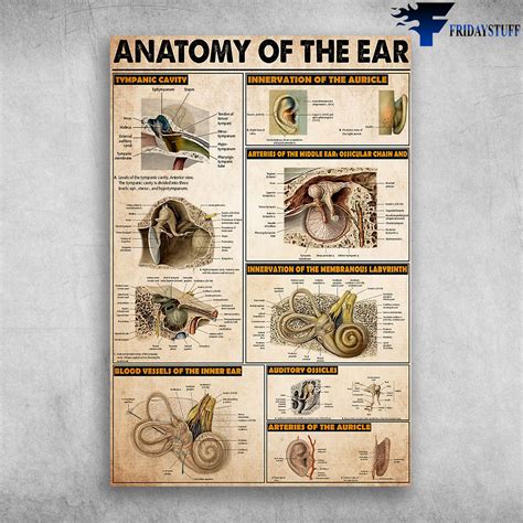 Anatomy Of The Ear Tympanic Cavity Auditory Ossicles - FridayStuff